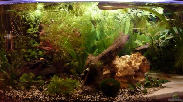 Zum Beispiel Gesellschaftsbecken (nur noch Beispiel )