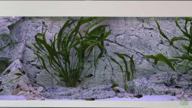 Zum Beispiel Tropheus sp. Ikola - 480l