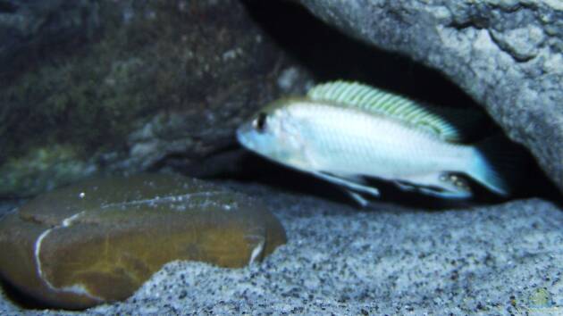 Zum Beispiel Aufgelöst "perlmutt-Artenbecken"