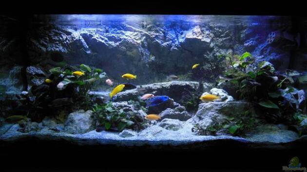 Zum Beispiel Aulonocara Bay Reef (aufgelöst 2019)