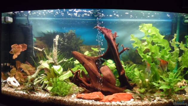 Zum Beispiel Becken 27454