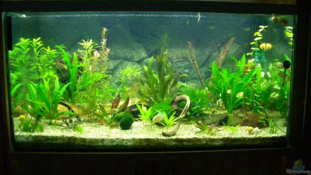 Zum Beispiel Becken 2767