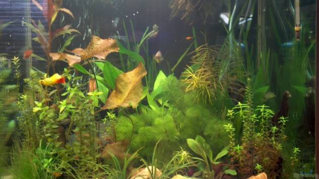 Zum Beispiel Becken 2780