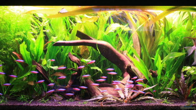 Zum Beispiel Living room oasis ( aufgelöst Januar 2018 )