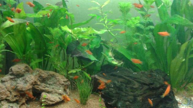 Zum Beispiel Becken 28942