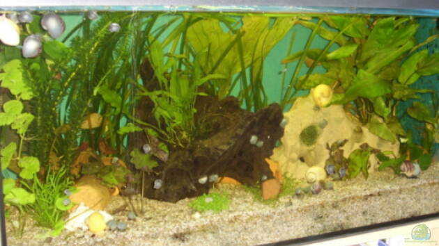 Zum Beispiel Becken 2913