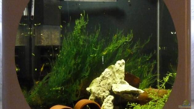 Zum Beispiel Enie Cube