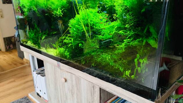 Zum Beispiel Amazonas "nur noch Beispiel abgebaut 10/21"