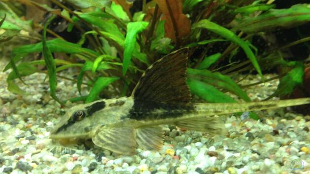 Zum Beispiel Becken 29458