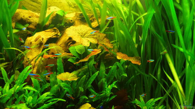 Zum Beispiel Innesi-Paradise