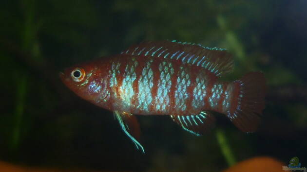 Zum Beispiel Scarlet`s Home (aufgelöst)