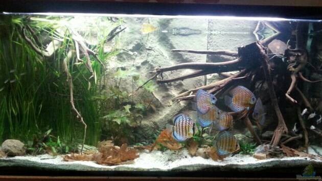 Zum Beispiel Aufgelöst ! Diskus-sionen