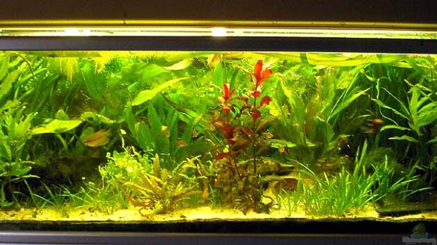 Zum Beispiel Becken 3019