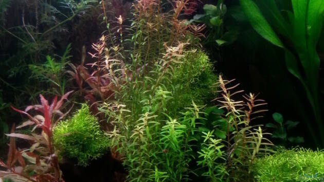 Zum Beispiel Gesellschaftsdickicht