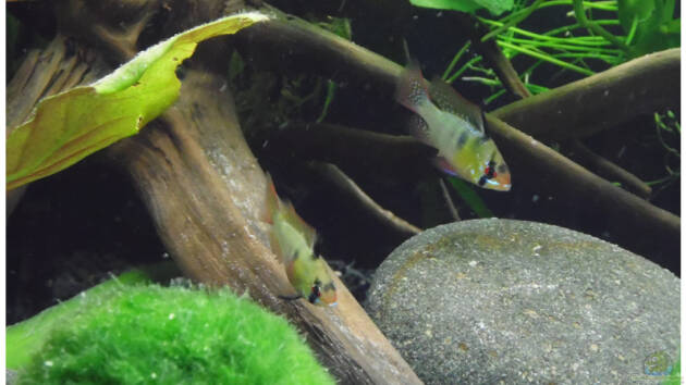 Zum Beispiel Becken 30791