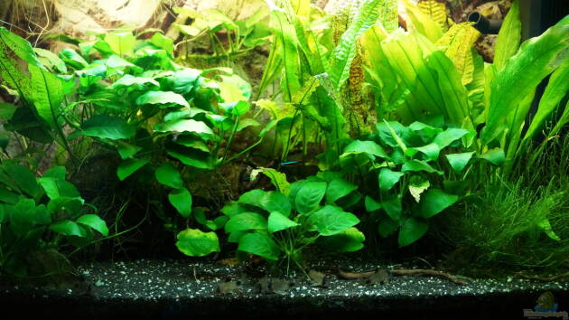 Zum Beispiel Rekord 800