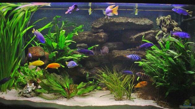 Zum Beispiel Becken 313