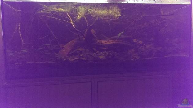 Zum Beispiel Dornaugenbiotop