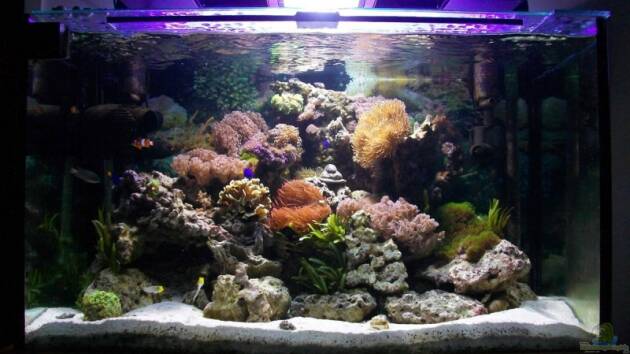 Zum Beispiel Becken 3172