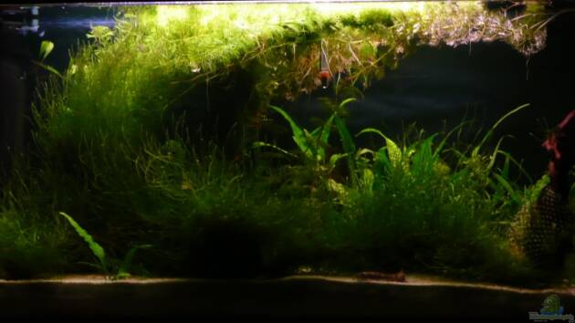 Zum Beispiel Becken 3506