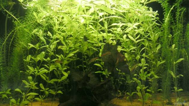 Zum Beispiel Becken 3553