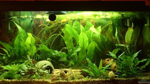 Zum Beispiel Becken 3615