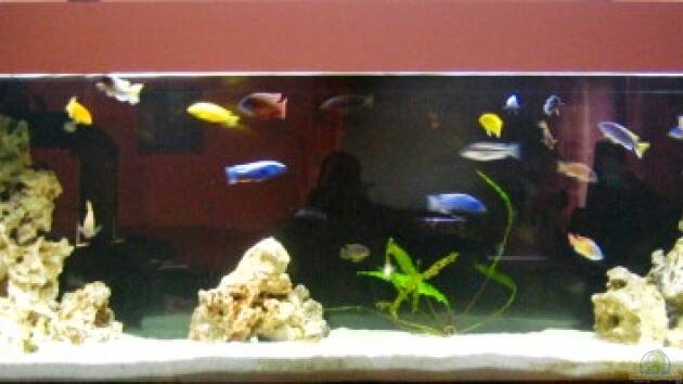 Zum Beispiel Becken 3703