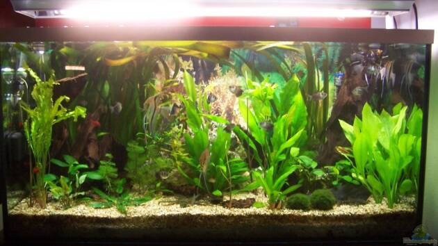 Zum Beispiel Becken 3767