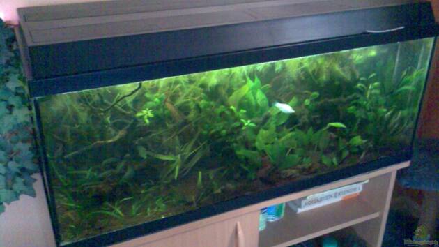 Zum Beispiel Becken 3777