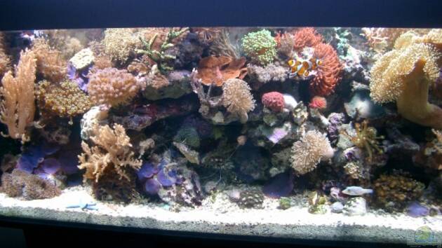 Zum Beispiel Becken 3782