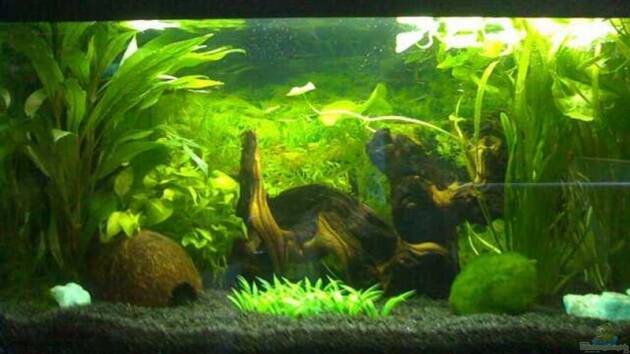 Zum Beispiel Becken 3825