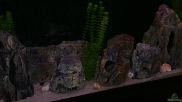 Zum Beispiel Becken 397