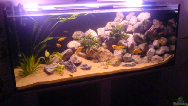 Zum Beispiel Becken 3979