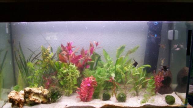 Zum Beispiel Becken 4266