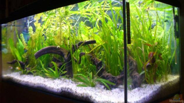 Zum Beispiel Becken 4311