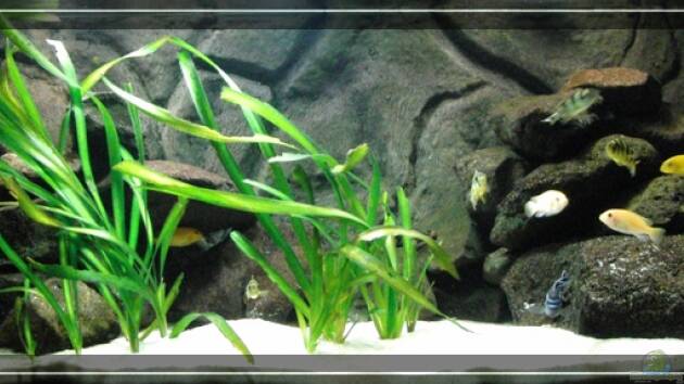 Zum Beispiel Becken 4385