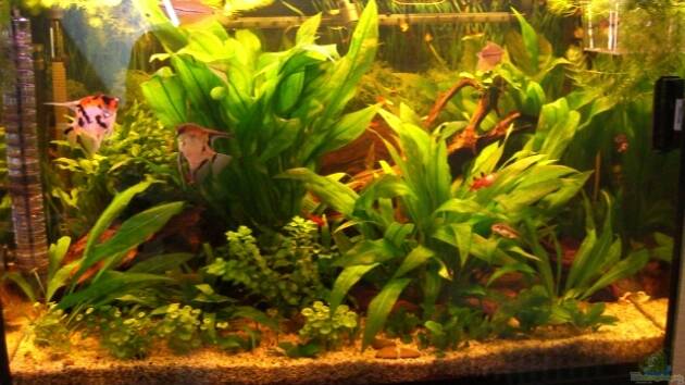 Zum Beispiel Becken 4467