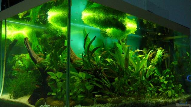 Zum Beispiel Becken 4529