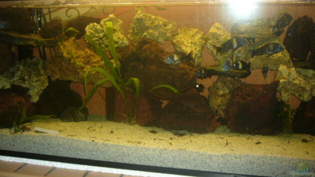 Zum Beispiel Becken 4587