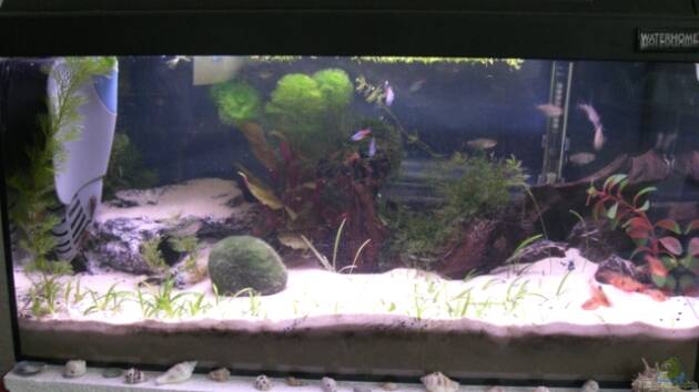 Zum Beispiel Becken 4673