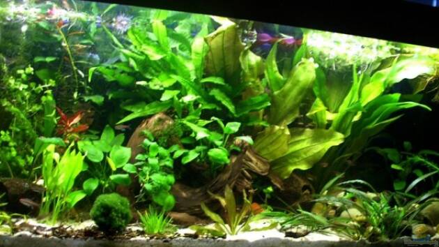 Zum Beispiel Becken 4862