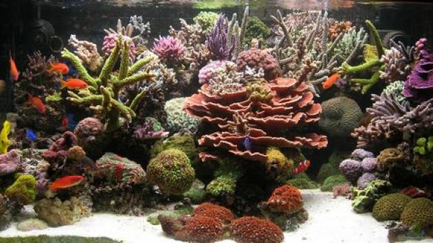 Zum Beispiel Becken 4895