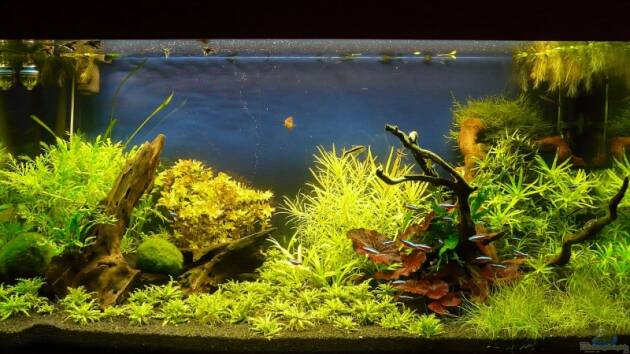 Zum Beispiel Becken 4975