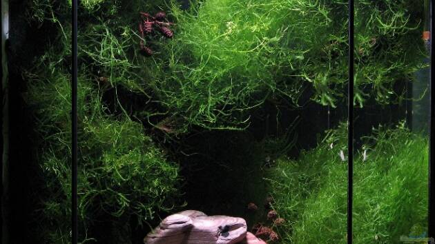 Zum Beispiel Becken 5068