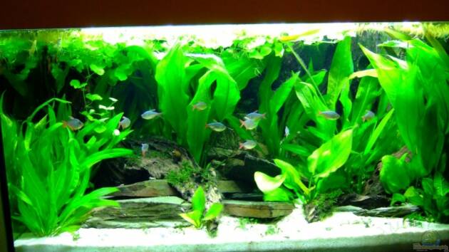 Zum Beispiel Südamerika mit Hyphessobrycon columbianus