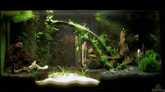 Zum Beispiel Becken 5498