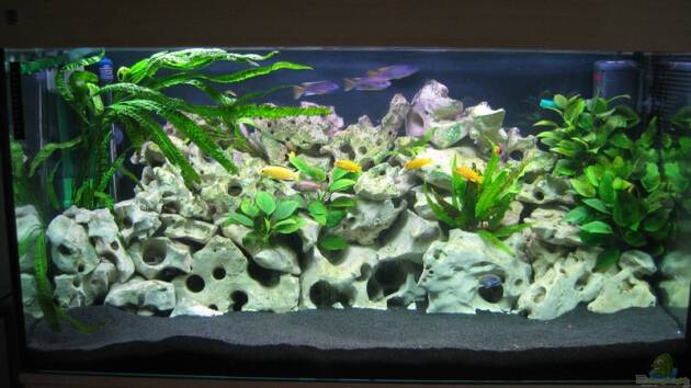 Zum Beispiel Becken 5784