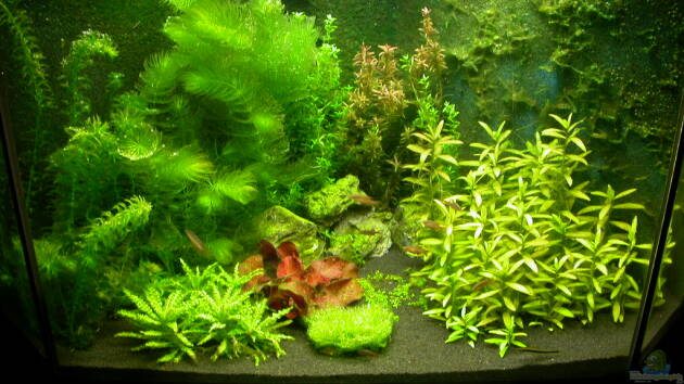 Zum Beispiel Eckbecken