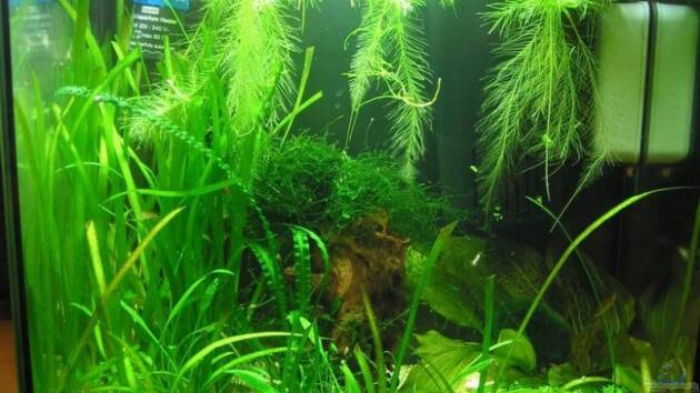 Zum Beispiel Becken 6196