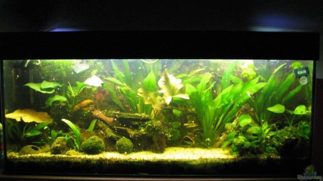 Zum Beispiel Becken 6247